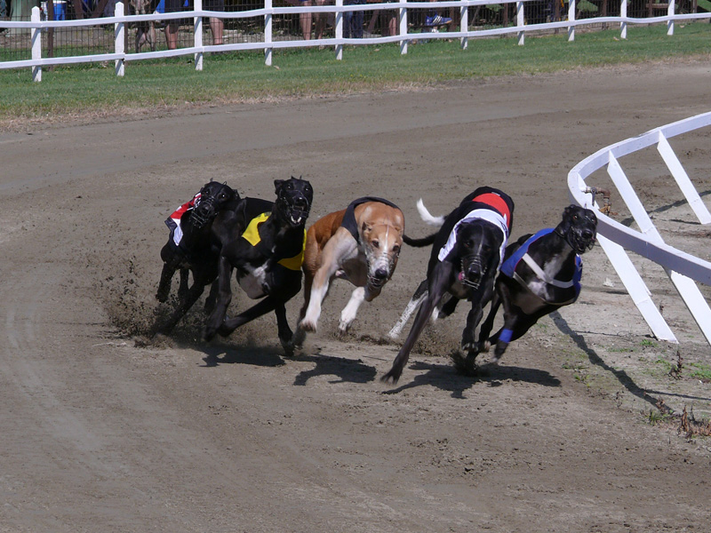 Chudleys hotsell greyhound racer